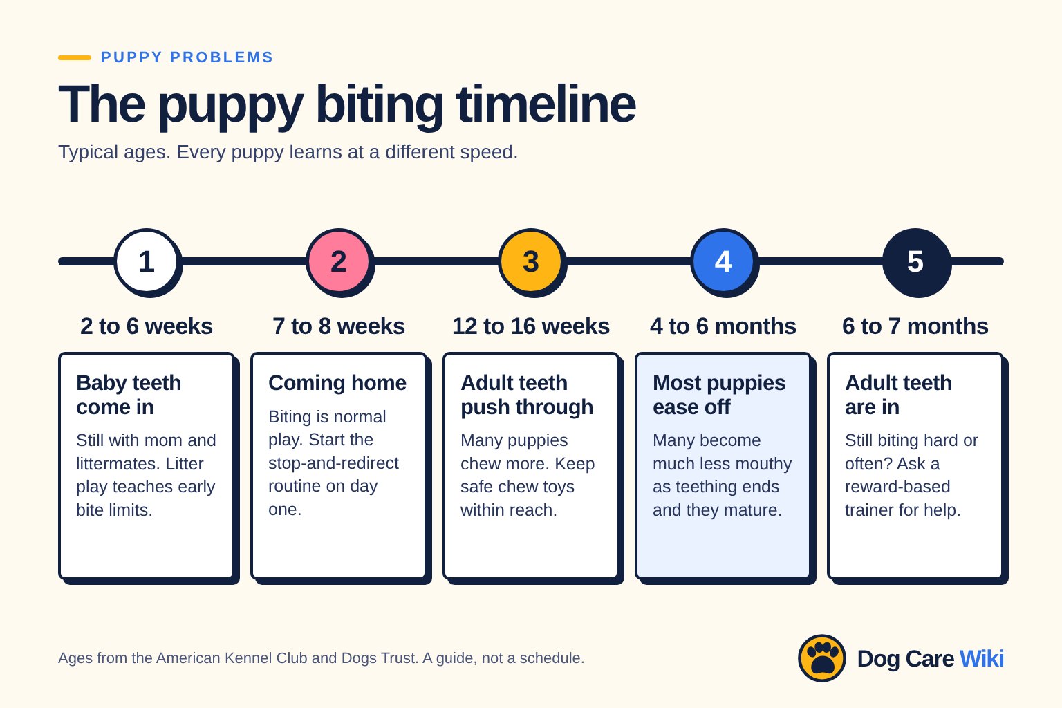 A timeline chart of puppy biting: 2 to 6 weeks, baby teeth come in; 7 to 8 weeks, coming home; 12 to 16 weeks, adult teeth push through; 4 to 6 months, most puppies ease off; 6 to 7 months, adult teeth are in.