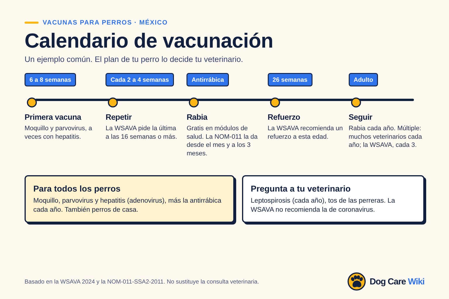Gráfico Calendario de vacunación, México. 6 a 8 semanas: primera vacuna, moquillo y parvovirus, a veces con hepatitis. Cada 2 a 4 semanas: repetir, la WSAVA pide la última a las 16 semanas o más. Antirrábica: gratis en módulos de salud, la NOM-011 la da desde el mes y a los 3 meses. 26 semanas: refuerzo recomendado por la WSAVA. Adulto: rabia cada año; la múltiple, muchos veterinarios cada año y la WSAVA cada 3.