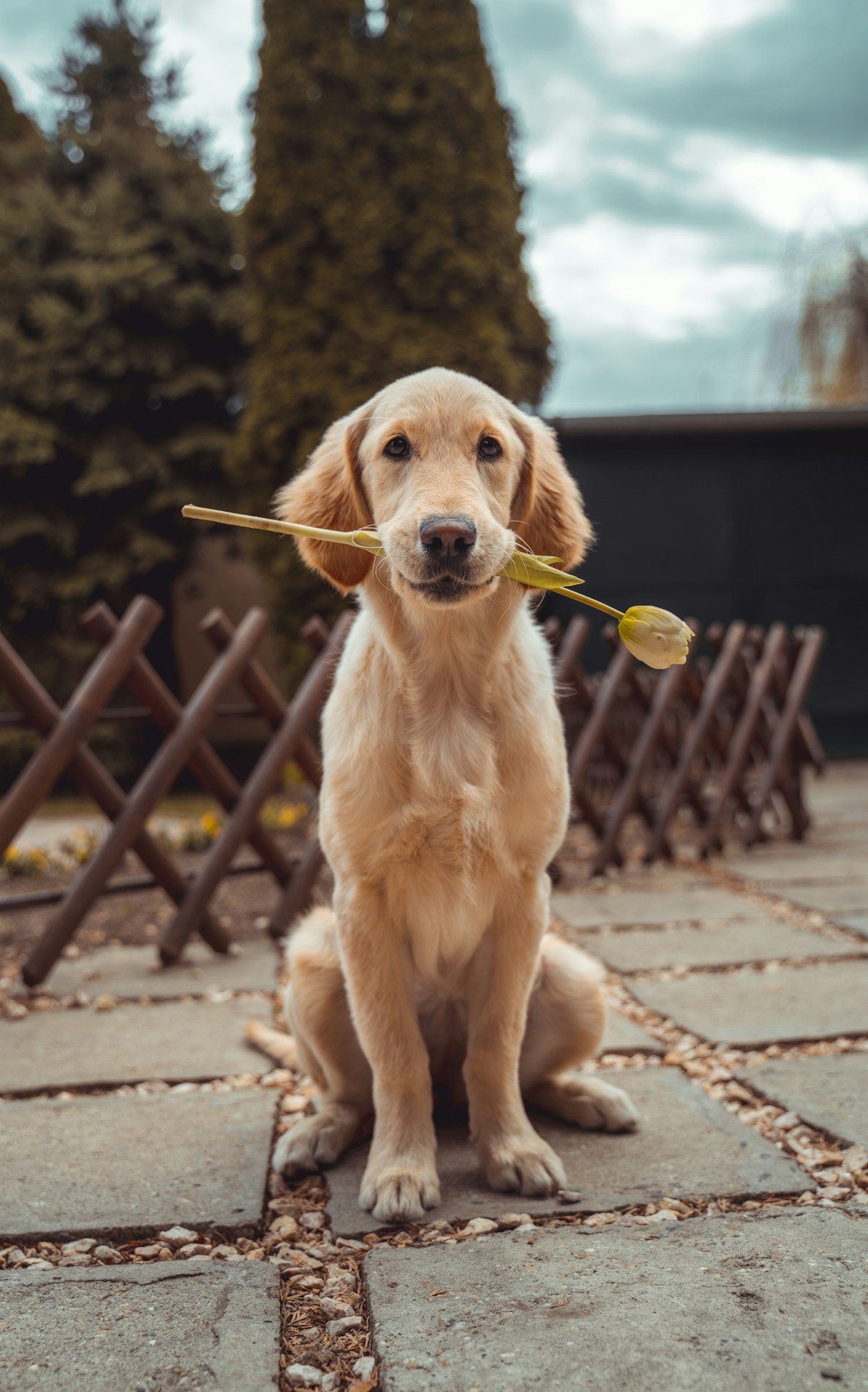 A friendly golden retriever holding a flower